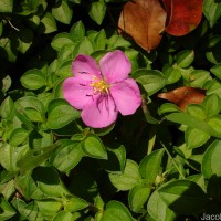 Heterotis rotundifolia (Sm.) Jacq.-Fél.